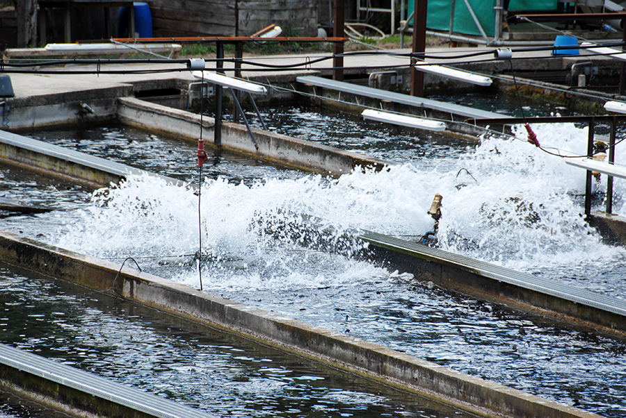 Luchtpomp / aerator in kweekvijver